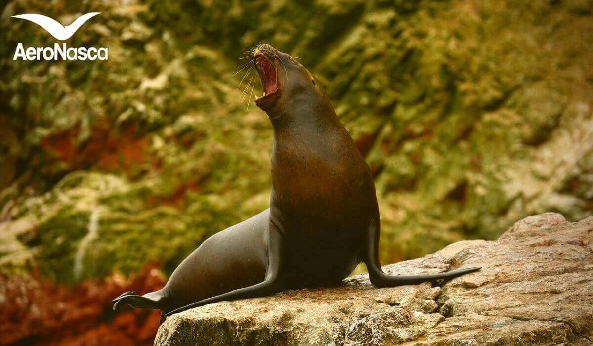 Ecotourism in Peru⛺ Nadar con Lobos Marinos en Perú