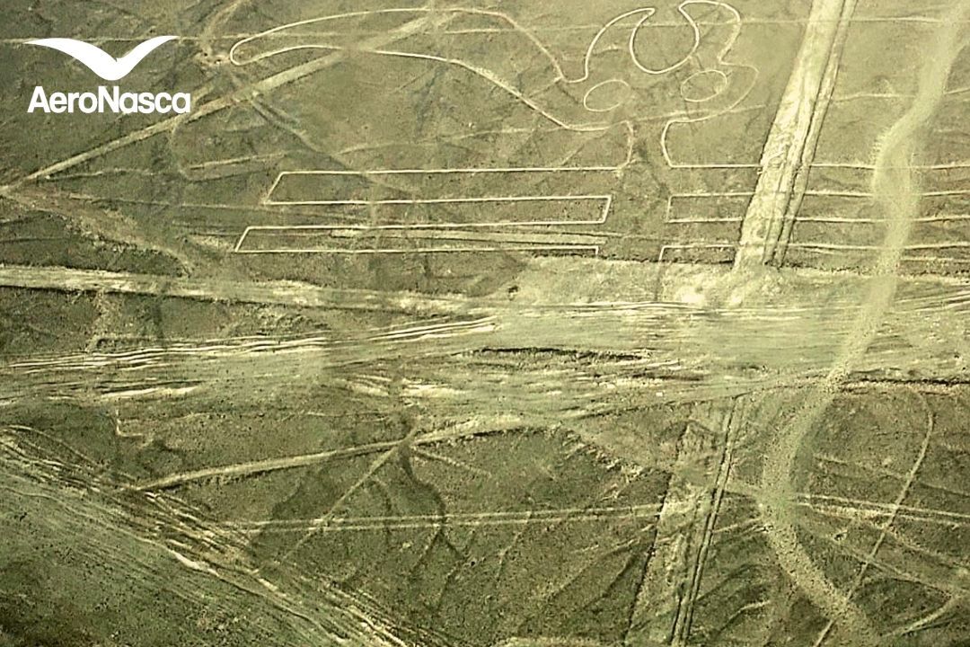 Names of the Nazca Lines El Papagayo de las Líneas de Nazca