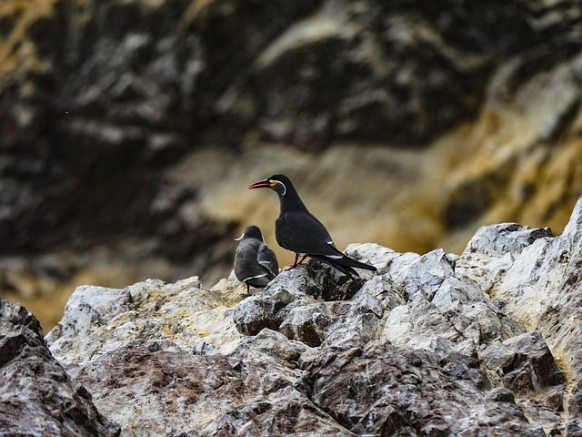 Flora y Fauna de la Reserva Nacional de Paracas